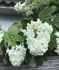 T_IMG_0010.jpg