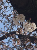 IMG_2898.jpg桜.jpg