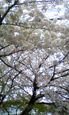 sakura.jpg