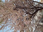 20201204　桜.jpg