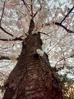 桜.jpgのサムネイル画像