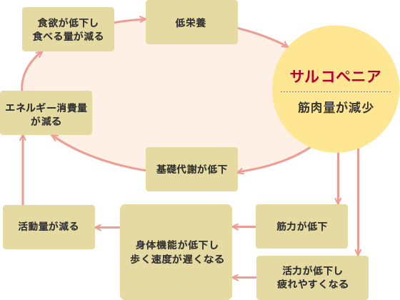 サルコペニアの悪循環図(筋肉量が減少)