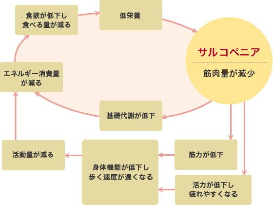 サルコペニアの悪循環図（筋肉量が減少）